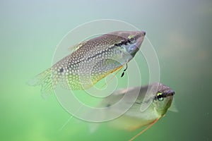 Pearl gourami Trichopodus leerii.