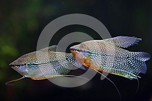 Pearl gourami (Trichopodus leerii)