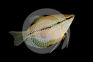 Pearl gourami Trichopodus leerii freshwater aquarium fish