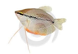 Pearl gourami Trichopodus leerii freshwater aquarium fish isolated on white