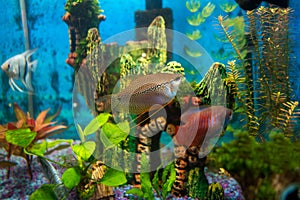 Pearl gourami, trichopodus trichopterus, fish in a home aquarium