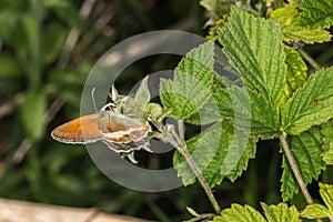 Pearl heath butterflyCoenonympha arcania