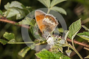 Pearl heath butterflyCoenonympha arcania