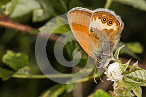 Pearl heath butterflyCoenonympha arcania