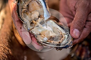 Pearl inside clam, UAE