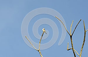 Pearl Kite Chilling in Trinidad