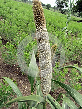 Pearl millet photo