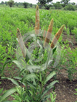 Pearl millet photo