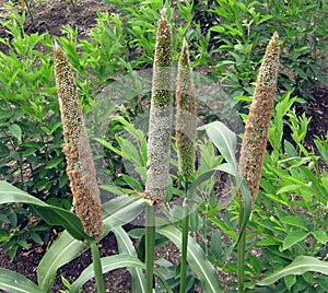 Pearl millet photo