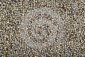 Pearl millet (Bajra).