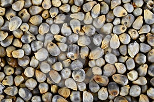 Pearl millet (Bajra).