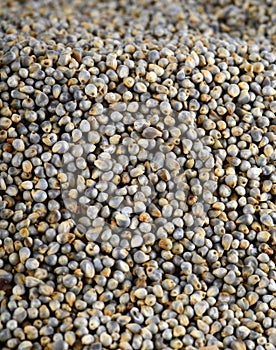 Pearl millet (Bajra).