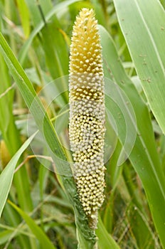 Pearl millet