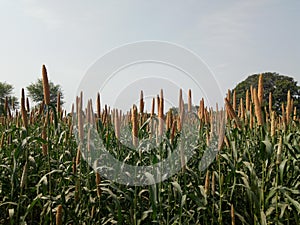 Pearl Millet Farming