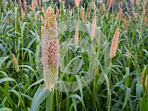 Pearl millet field in rural area of punjab, Pakistan.Millet or Sorghum cereal crop in a field. It is also called as bajra.