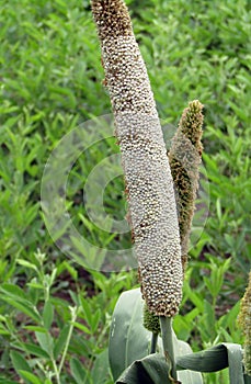 Pearl millet photo