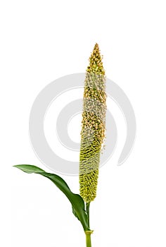 Pearl Millet Pennisetum Glaucum Seeds