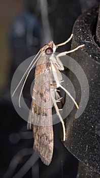 Pearl Moth photo