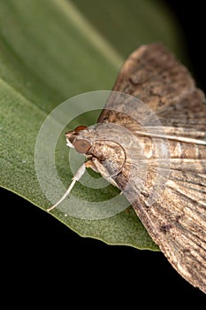 Pearl Moth photo