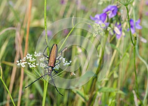Pearl mustachioed beetle