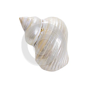 Pearl nautilus shell on white