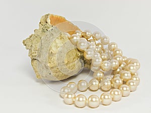 Pearl necklace with a sea shell