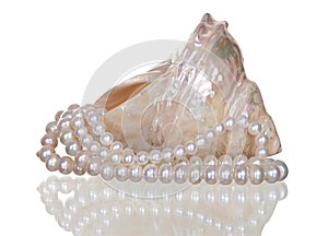 Pearl necklace in a seashell on white background.