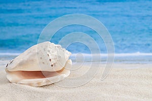Pearl orange color shiny spiral seashell in the corner of sandy tropical beach surface and sea or ocean waves on the background