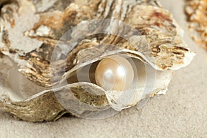 Pearl in oyster