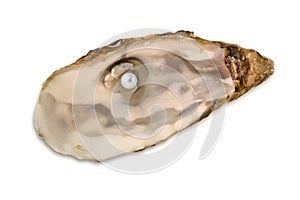 Pearl oyster