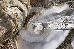 Pearl oyster and blade photo