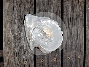 Pearl oyster Shell Broome Western Australia