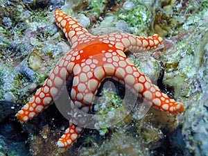 A Pearl Sea Star Fromia monilis in the Red Sea