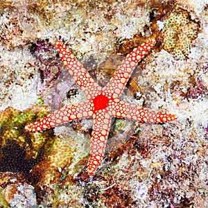 Pearl sea star