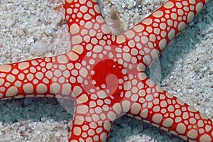 A Pearl Sea Star Fromia monilis in the Red Sea