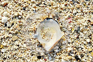 Pearl seashell close up