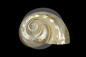 Pearl shell