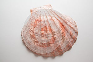 Pearl shell