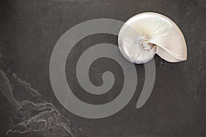 Pearl shell of a chambered nautilus on black slate background w