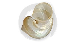 Pearl shell with white background wallpaper,