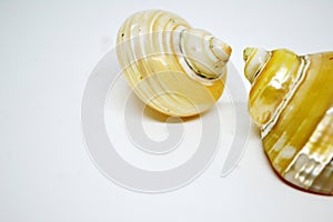 the pearl snail with a beautiful shell color