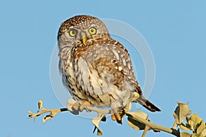 Pearl-spotted owl