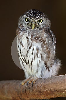 Pearl-spotted Owl Bird