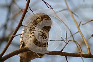 Pearl Spotted Owl or Owlet