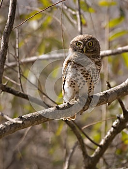Pearl spotted owlet photo
