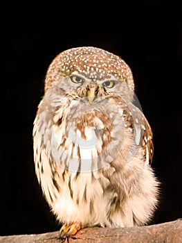 Pearl-Spotted Owlet 2