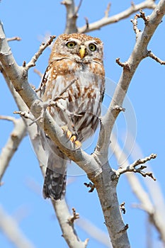 Pearl-spotted Owlet