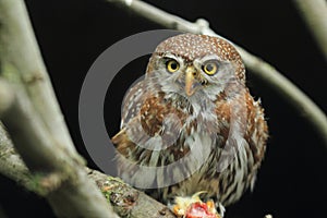 Pearl-spotted owlet