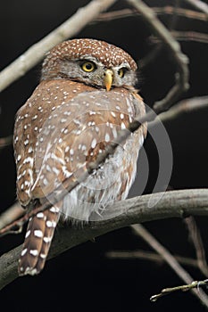 Pearl-spotted Owlet