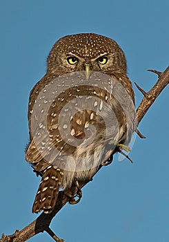Pearl spotted Owlet